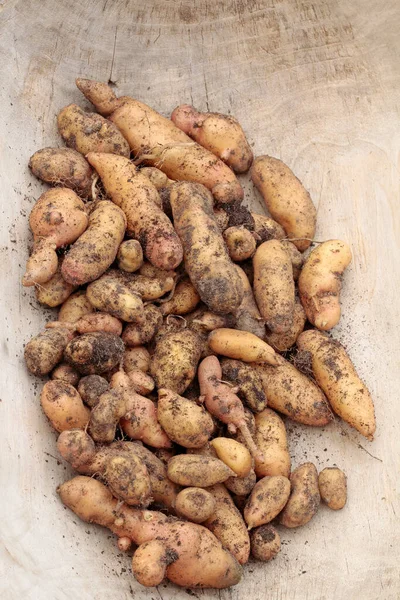 Batatas Variedade Bamberger Hrnchen Cultivo Orgânico Apresentado Terroso — Fotografia de Stock