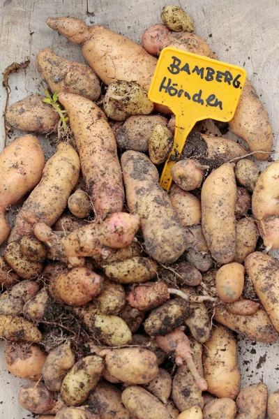 Potatis Sorten Bamberger Hrnchen Från Ekologisk Odling Presenteras Jordnära — Stockfoto