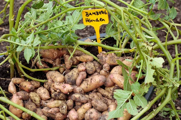 Patate Varietà Bamberger Hrnchen Coltivazione Biologica Presentato Terroso — Foto Stock