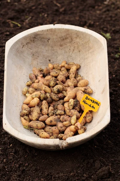 Potatoes Variety Bamberger Hrnchen Organic Cultivation Presented Earthy — Stock Photo, Image