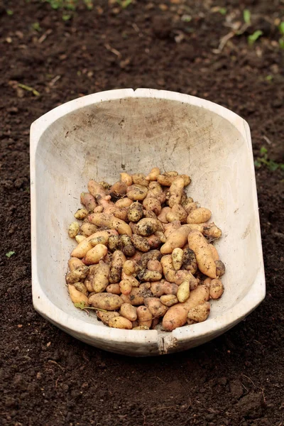 Batatas Variedade Bamberger Hrnchen Cultivo Orgânico Apresentado Terroso — Fotografia de Stock