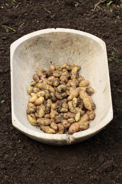 Kartoffeln Sorte Bamberger Hrnchen Aus Biologischem Anbau Erdig Präsentiert — Stockfoto