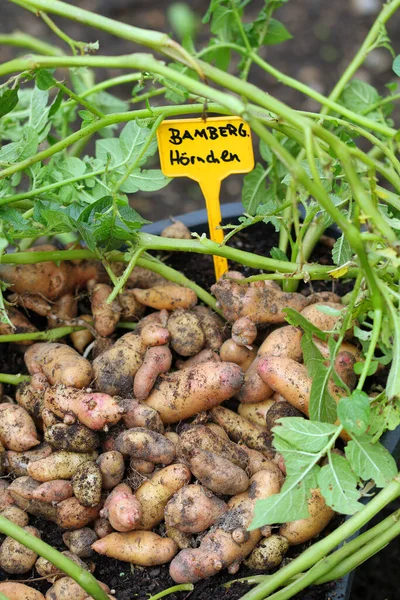 Potatoes Variety Bamberger Hrnchen Organic Cultivation Presented Earthy — Stock Photo, Image