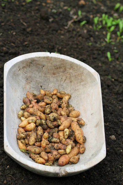 Batatas Variedade Bamberger Hrnchen Cultivo Orgânico Apresentado Terroso — Fotografia de Stock