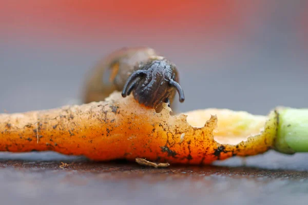 Γυμνοσάλιαγκας Τρίψιμο Μικρό Καρότο — Φωτογραφία Αρχείου