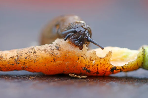 Γυμνοσάλιαγκας Τρίψιμο Μικρό Καρότο — Φωτογραφία Αρχείου