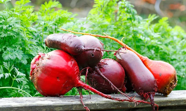 Beet Root Vegetables Washed Further Processing — Stock Photo, Image