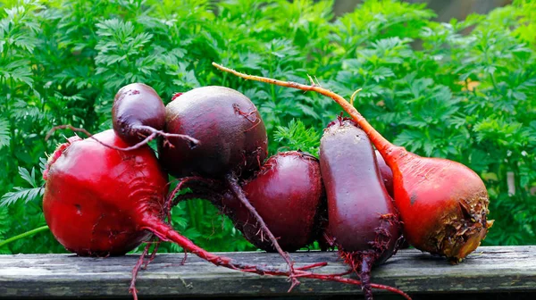 Légumes Racines Betteraves Lavés Pour Transformation Ultérieure — Photo