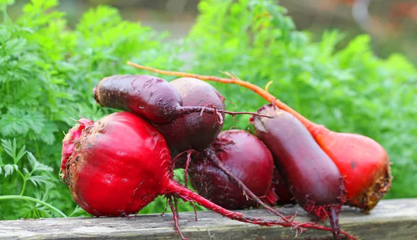 Légumes Racines Betteraves Lavés Pour Transformation Ultérieure — Photo