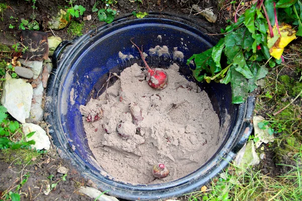 煮沸水壶 用于在沙地中储存根茎蔬菜 — 图库照片