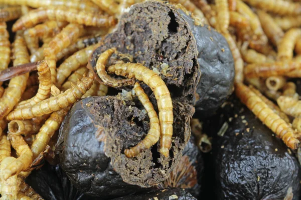 Honden Hondenvoer Snackworstjes Van Hermetia Larven — Stockfoto