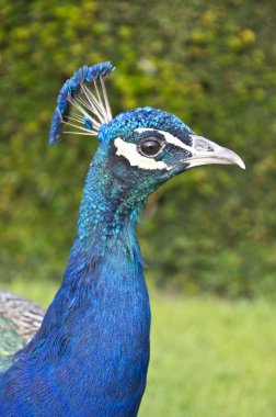 Tavus kuşu portresi