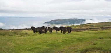 Wild ponies on top of Porlock Hill clipart