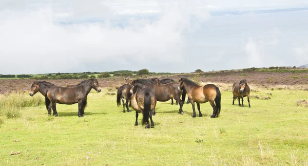 Ponis salvajes en la cima de Porlock Hill — Foto de Stock