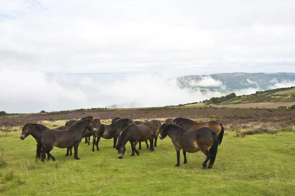 Wilde pony's op de top porlock heuvel — Stockfoto