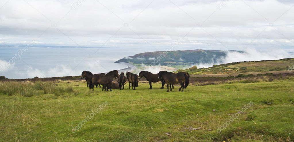 Wild ponies on top of Porlock Hill