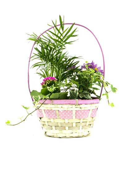 Flowers in basket arrangement — Stock Photo, Image