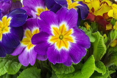 aşırı closeup çiçeklenir