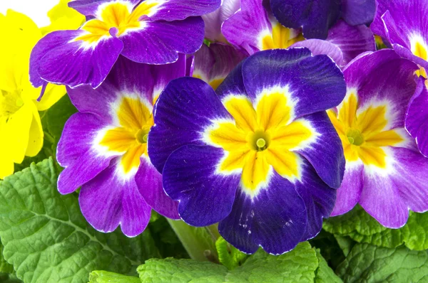 Blommor i extrem närbild — Stockfoto