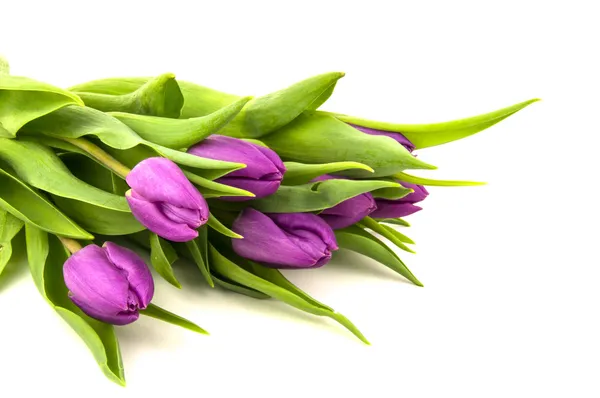 Purple tulips with green stems — Stock Photo, Image
