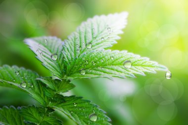 Su damlalı taze yeşil yapraklar.