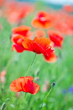 haşhaş çiçekleri