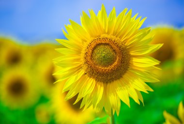 Mavi gökyüzü arka plan ayçiçeği