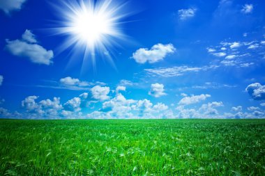 yeşil tarla ve mavi gökyüzü