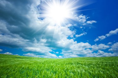 yeşil tarla ve mavi gökyüzü