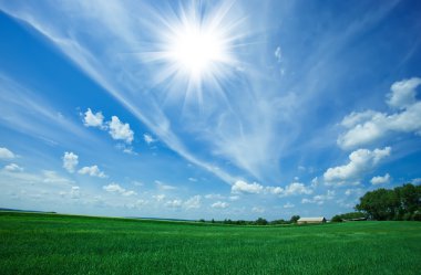 yeşil tarla ve mavi gökyüzü