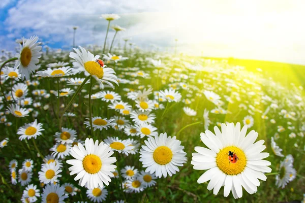 Vilda blommor kamomill med nyckelpiga — Stockfoto