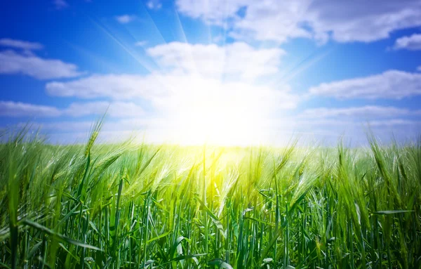 Green wheat in the field — Stock Photo, Image