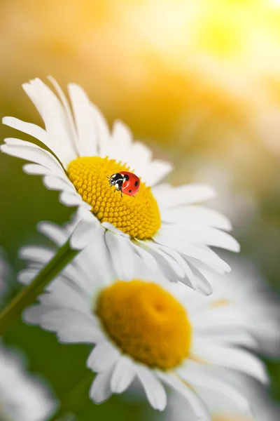 Fiori selvatici di camomilla con coccinella — Foto Stock