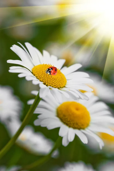 Wilde bloemen van kamille met lieveheersbeestje — Stockfoto