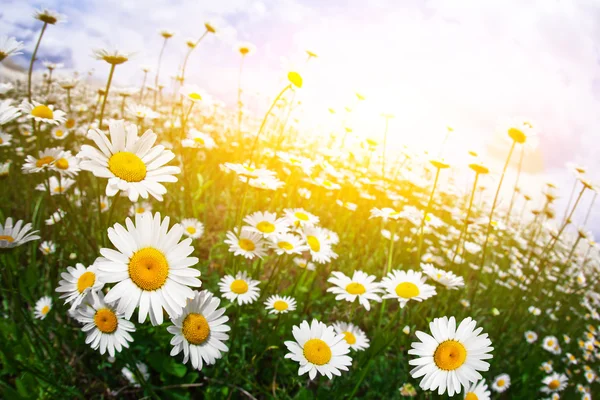 Wildblumen der Kamille — Stockfoto