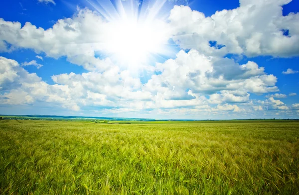 Green wheat in the field — Stock Photo, Image