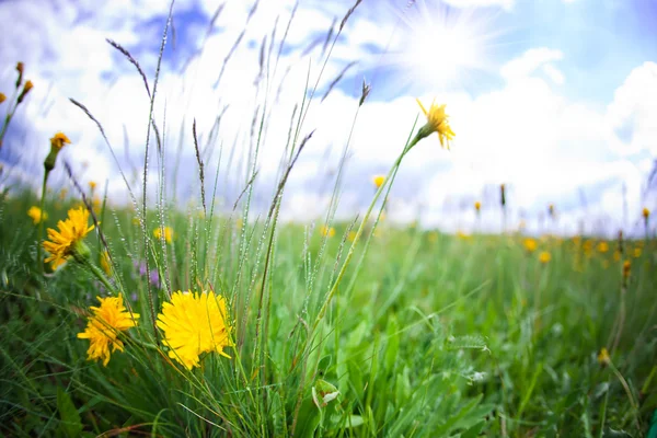 Wildblumen — Stockfoto