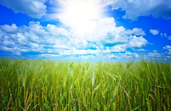 Green wheat in the field — Stock Photo, Image