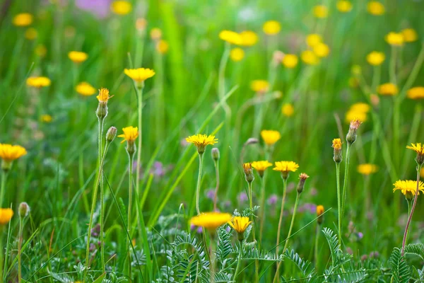 Wilde bloemen — Stockfoto