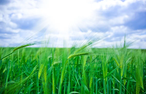 Green wheat in the field — Stock Photo, Image