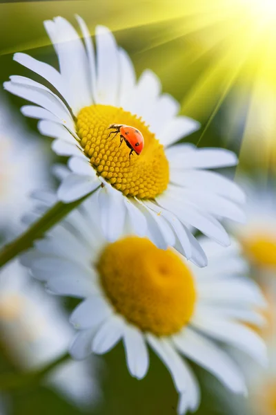 Wilde bloemen van kamille — Stockfoto