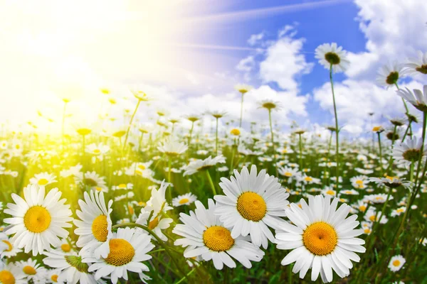 Vilda blommor av kamomill — Stockfoto