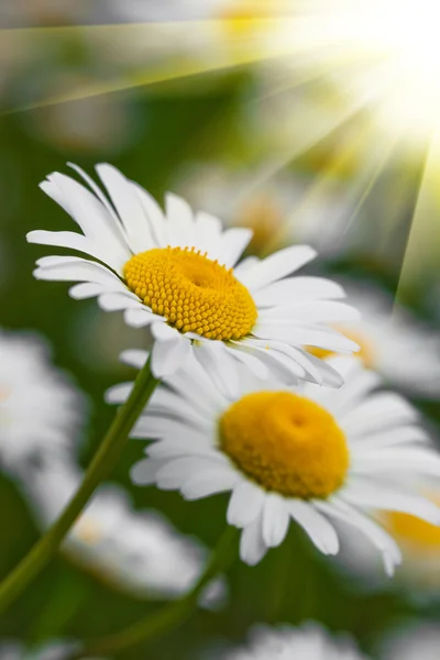 Vilda blommor av kamomill — Stockfoto