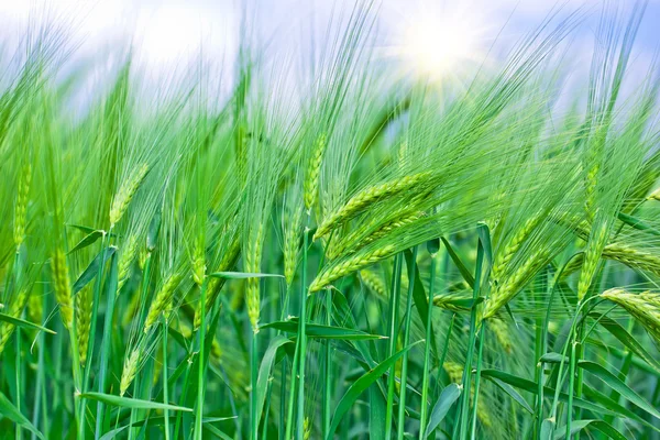 Trigo verde no campo — Fotografia de Stock