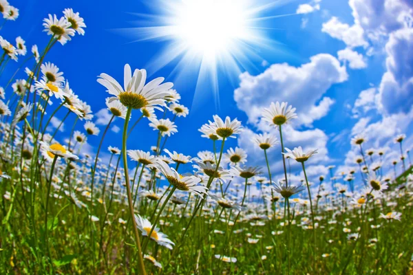 Wilde bloemen van kamille — Stockfoto