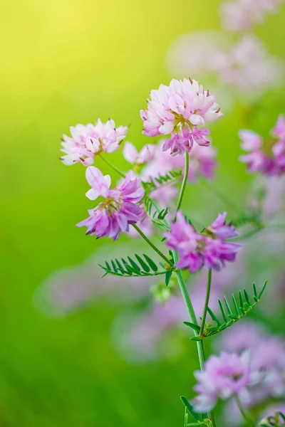 Wildblumen — Stockfoto