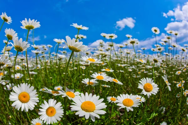 Vilda blommor av kamomill — Stockfoto