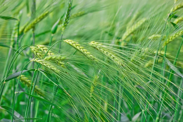 Зеленая пшеница в поле — стоковое фото