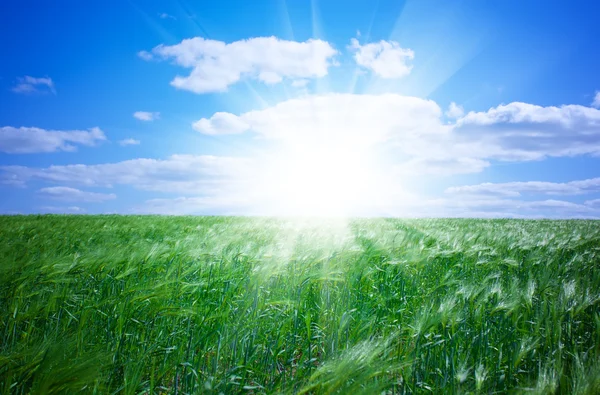 Green field and blue sky — Stock Photo, Image