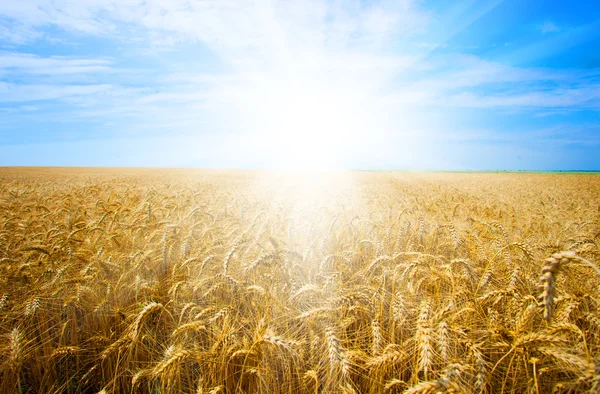 Roggen auf dem Feld — Stockfoto